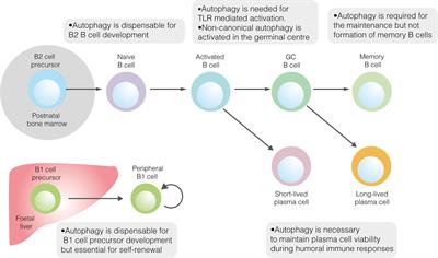 Frontiers | B Cell Metabolism And Autophagy In Autoimmunity